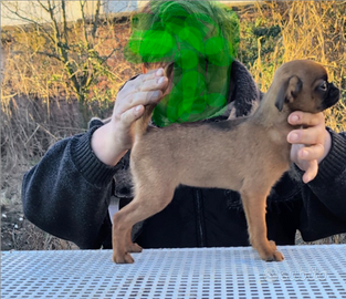 Splendida cucciola brabantina, pedigree enci