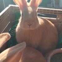 Conigli Fulvi Di Borgogna 3 Coppie