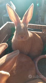 Conigli Fulvi Di Borgogna 3 Coppie