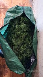 albero di natale con base  170 cm