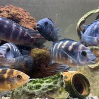 Ciclidi Malawi pesci acqua dolce , riproduttori