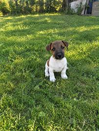 Jack Russell Cucciolo