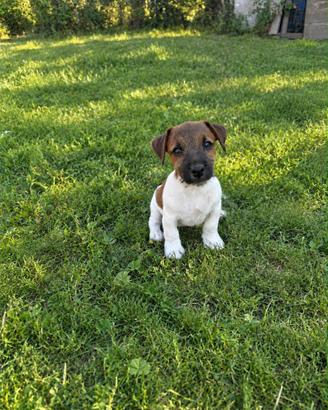 Jack Russell Cucciolo