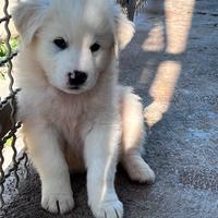 Cucciolo pastore maremmano