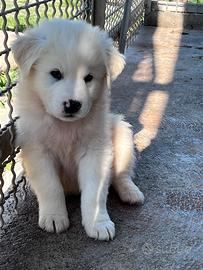 Cucciolo pastore maremmano