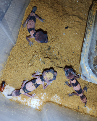 Gechi deserticoli nephrurus wheleeri cinctus