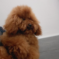 Barboncino Toy disponibile per accoppiamento