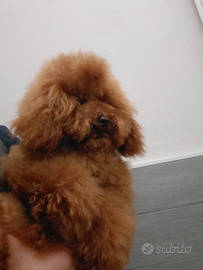 Barboncino Toy disponibile per accoppiamento