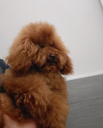 Barboncino Toy disponibile per accoppiamento