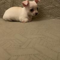 Chihuahua