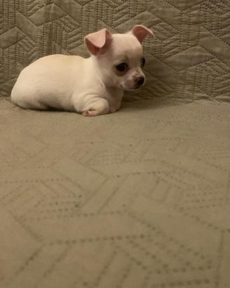 Chihuahua
