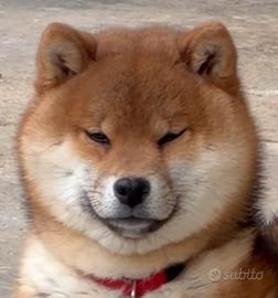 Shiba Inu con Pedigree