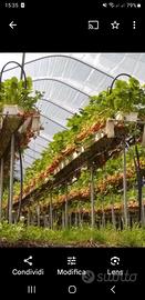 Terreno con serre di fragole fuorisuolo