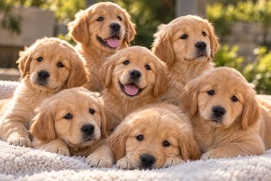 Cuccioli di goolden retriver americano enci