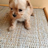 Maltipoo mini toy
