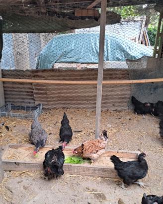 Galline varie razze