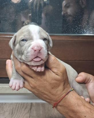 Pitbull UKC