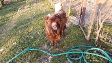Capra
