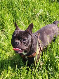 Bulldog francese