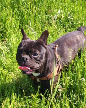 Bulldog francese