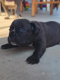 bulldog francese 