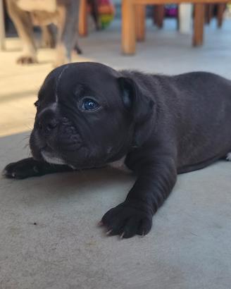 bulldog francese 