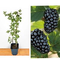 MORA Chester Spedizione disponibile 