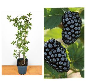 MORA Chester Spedizione disponibile 