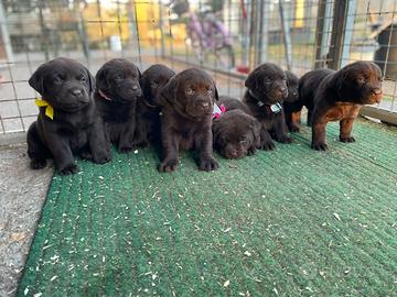 Labrador marroni con pedigree