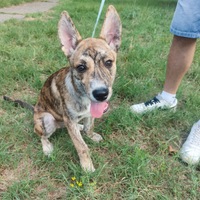 4 mesi cagnolina