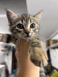 Gattini maschio e femmina