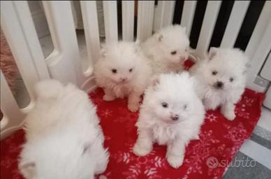 Spitz Pomerania miny toy