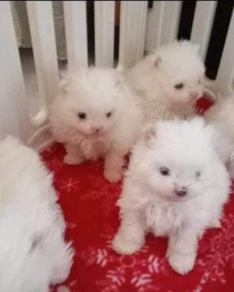 Spitz Pomerania miny toy