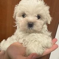 Cuccioli maltesi