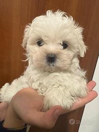 Cuccioli maltesi