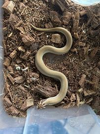 Heterodon Nasicus
