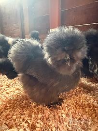 Moroseta Silkie