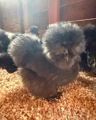 Moroseta Silkie