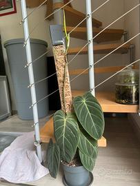 Philodendron Melanocrysum