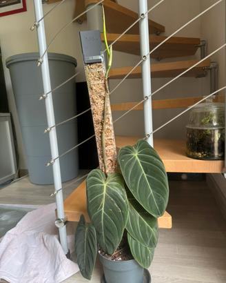 Philodendron Melanocrysum