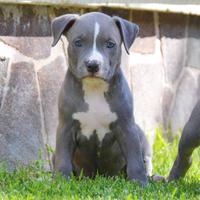 American Pitbull Terrier