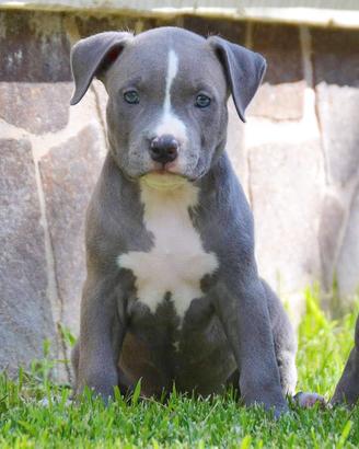 American Pitbull Terrier
