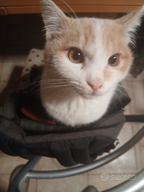 Regalasi gatto 7 mesi