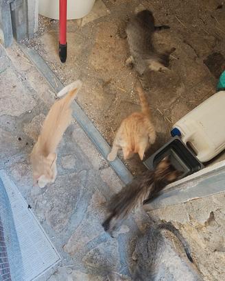 Gattini età 3 mesi