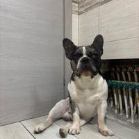 Bulldog Francese per monta