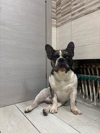Bulldog Francese per monta