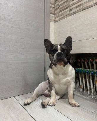 Bulldog Francese per monta