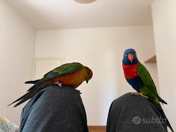 Lory arcobaleno allevato a mano