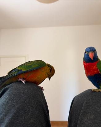 Lory arcobaleno allevato a mano