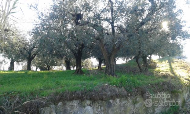 Terreno con Oliveto - Vista 3